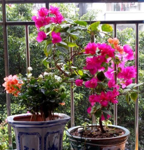  『蟹爪兰』'爱吃醋'的3种花卉，投其所好，枝叶茂盛，花朵娇艳漂亮
