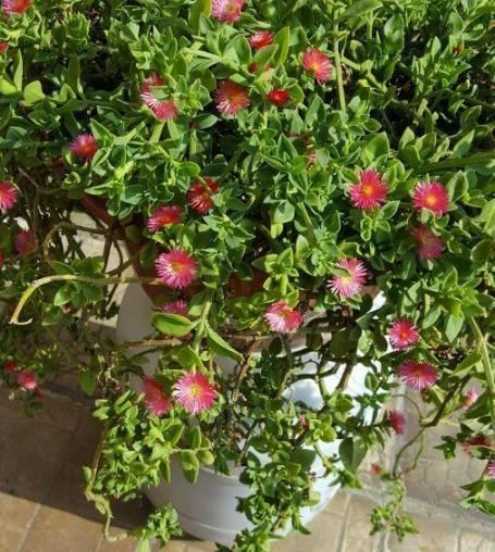 『栽养护』这种吊兰漂亮又好养,一年开花200天,还能当菜吃,清脆又爽口