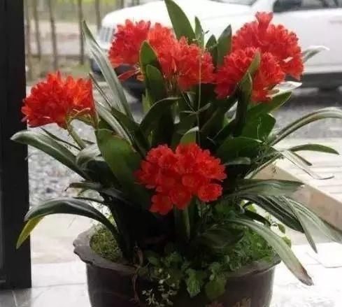  『植物』这“3种”植物，能除甲醛、能旺财，富人都爱养，难怪健康又富贵