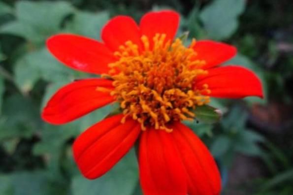  「红艳」喜欢菊花，首选“精品菊花”圆叶肿柄菊，开花红艳似火，四季开花
