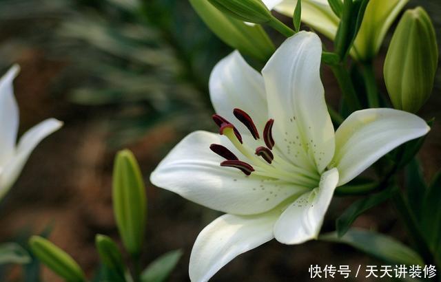  百合花|3种花适合养家里，开花硕大寓意好，颜色鲜艳味道香，人见人爱