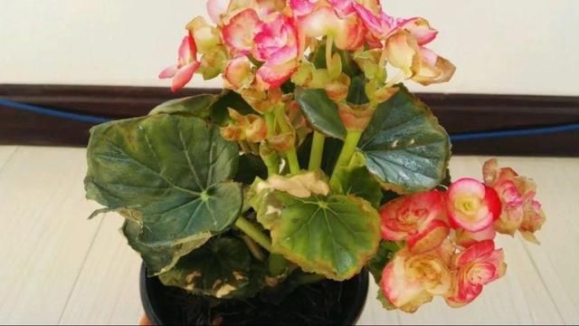 「图片作者」10种花,春天不能晒,躲屋里最安全!