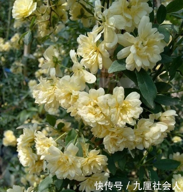  『俏丽』人间四月最美天，又是一年春来到，春意艳然，花开俏丽