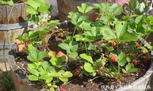 「草莓盆栽」摘来的草莓水果还能用来播种,很快就能开花结果