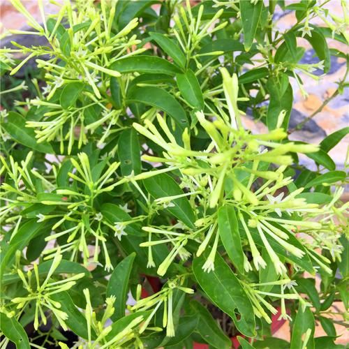  「花苗」好养耐活忒养眼的花苗！装饰阳台还能净化空气！香气四溢