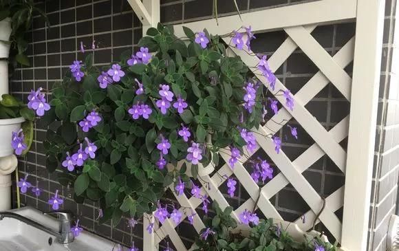  土壤：此花，时养护土壤要保持湿润的状态。