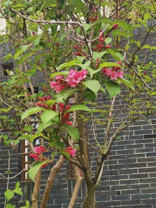  『最旺』锦带花正迎来最旺期，繁花似锦好圆满，看着就满满幸福！