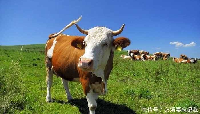 日本人在山东租了1500亩农地，却闲置5年之久，他们想干嘛？