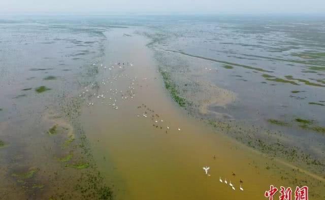  「竟是」江西的省鸟、省花、省树是什么？原来竟是它们……