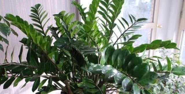  #枝叶茂盛#这3种植物，放在客厅上档次，采光不好照旧茁壮成长，枝叶茂盛