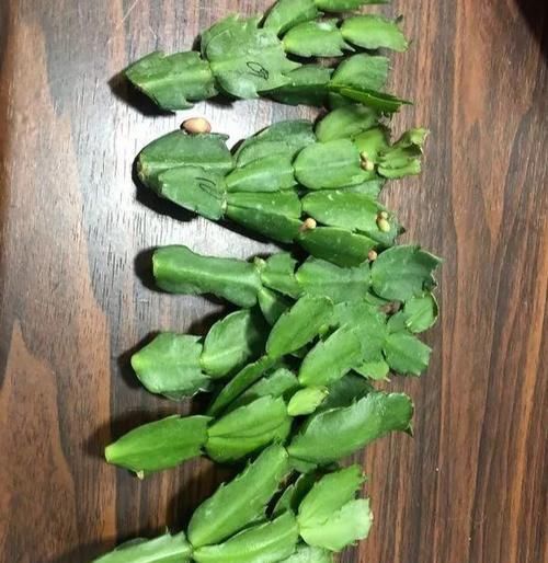  一大：6种花好看不用买，蹭掉的叶子插土里，3个月长出一大盆！
