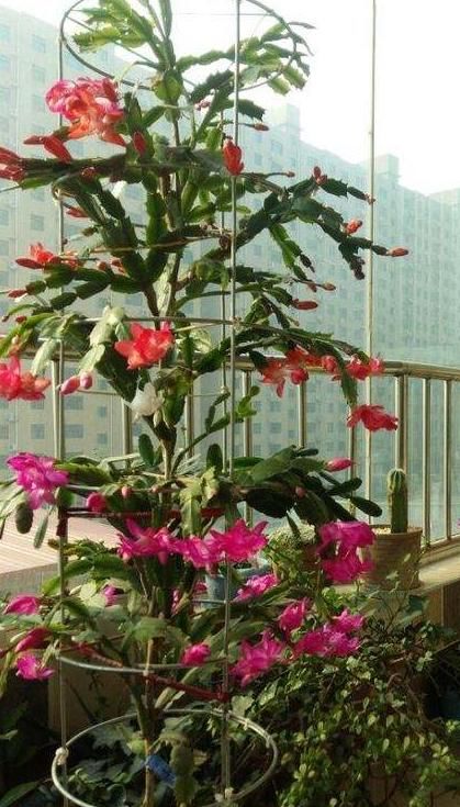  『蟹爪』大姐把“蟹爪兰”养成了圣诞树，一次开花就有上百朵，用了一偏方