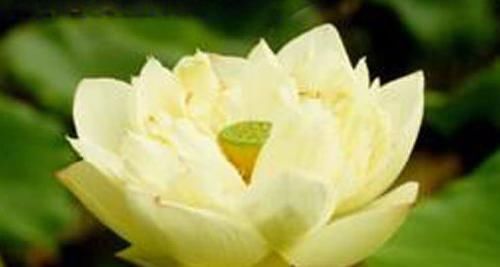 『养盆』喜欢菊花，不如养盆“精品荷花”翠云，花姿卓越，开花爆盆好养活