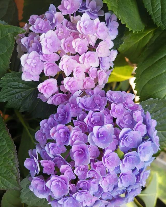 #图片作者#有一颗爱花的心,就算只有个封闭小阳台,也能养出一片花海!