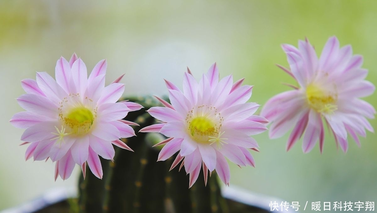 越好|特别耐热的几种花,40度依旧能正常开花,越热长得越好