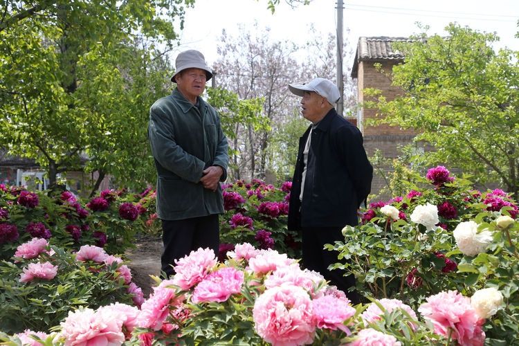  『欣赏牡丹花』71岁农民耗时40年家门口建牡丹园，1株镇园之宝10万不卖，啥样子