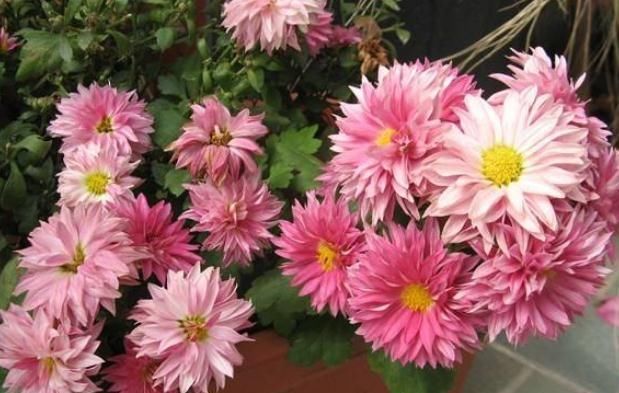  温度|这“3种花”放阳台，温度越高、花越旺，40度照样“盆盆爆”