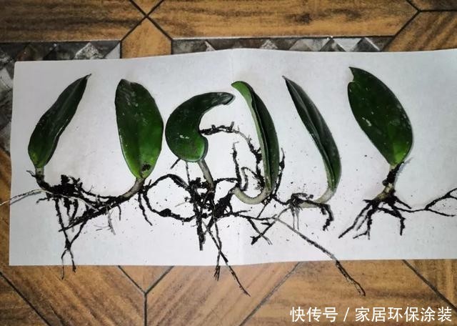 #长寿花#养花技巧:这5种花不用买了,蹭掉的叶子塞盆里,立马又冒一大盆