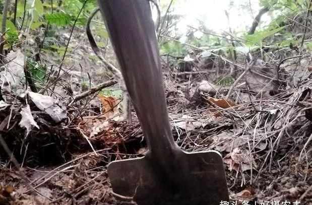「种植」种植兰花的腐殖土有虫子,怎么办1个塑料袋解决问题