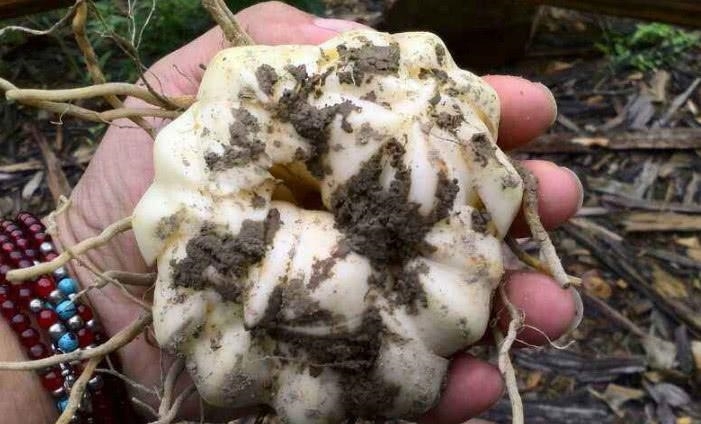 农村山野的1种野味，以前专门挖来炒肉吃，现在百元一斤买不到