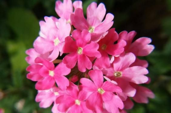  #风信子#这些花美易爆盆的花卉，花色柔美，丢到小院成花海，四季开花不断
