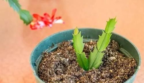 『植物』远离植物杀手,你需要这12种植物