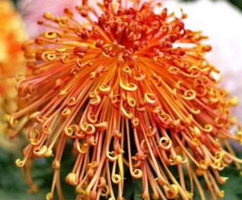  「优美」养花就养此款小花，花色鲜艳，花形优美，耐旱又耐寒，花开不间断