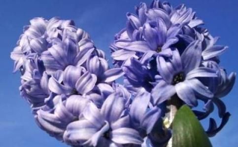  #风信子#这些花美易爆盆的花卉，花色柔美，丢到小院成花海，四季开花不断