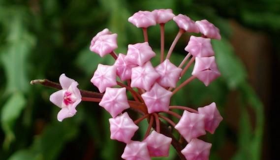  「漂亮」家有小院，种这些爬藤植物，花色艳还漂亮，轻松打造墙面花瀑布