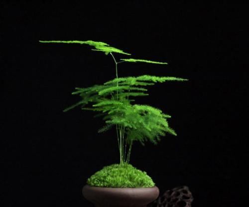 『株型』文竹这样养护，叶不黄，株型美，一颗能养十年不是问题。