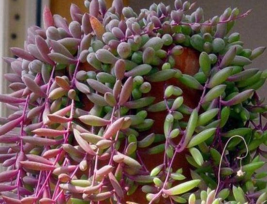  便宜■这几款小花便宜又好养，轻松爆盆，花朵蹭蹭地冒，轻松打造小花园