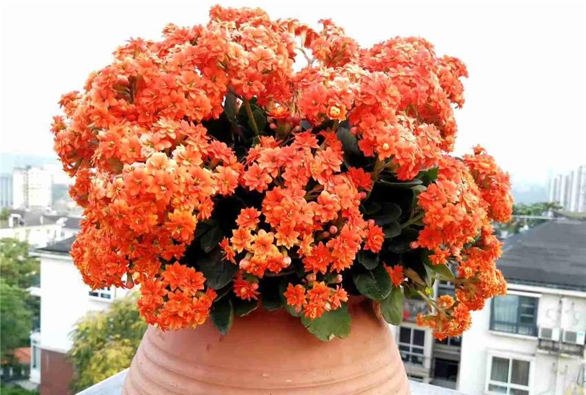  『到充足』养长寿花，做好“3防”，长寿花连年爆花不停歇，花期长达180天！