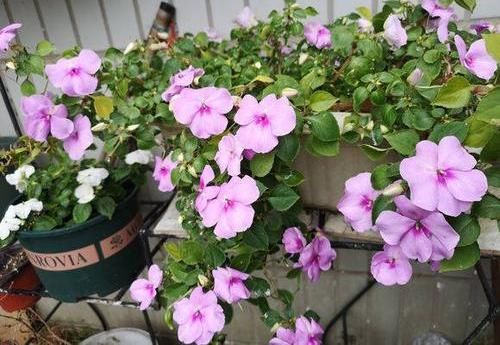 「凤仙花」养盆凤仙花,常年开花,花瓣能染指甲,小时候过家家经常玩