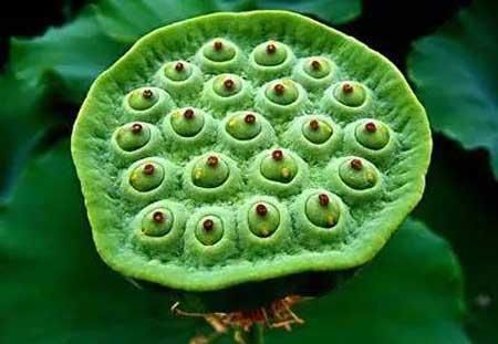 水里出生的它, 不仅去火功效好, 更是降血压的良