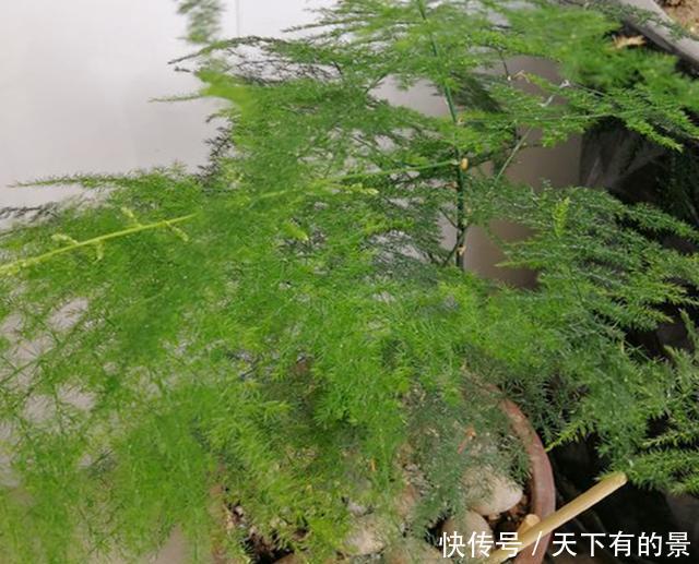 得摸|文竹不能总“苦养”,这4个“窍门”得摸通,才能绿油油、叶不黄