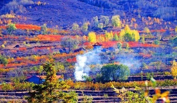 很多人还不知道，京西有个“百花山下第一村”，简直美的不行