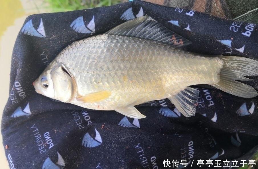  『鱼竿』野钓鲫鱼，打窝诱钓草鱼和鲤鱼，钓获的鱼类全部放流
