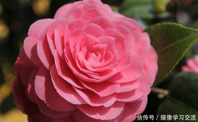 『功效』区区一朵花,竟有这3种“神奇”功效,早看早知道,不然亏大了!