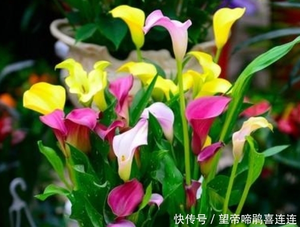 『雅致』3种花很好养，婀娜雅致，叶片油绿，好多花友都喜欢在家里养一棵
