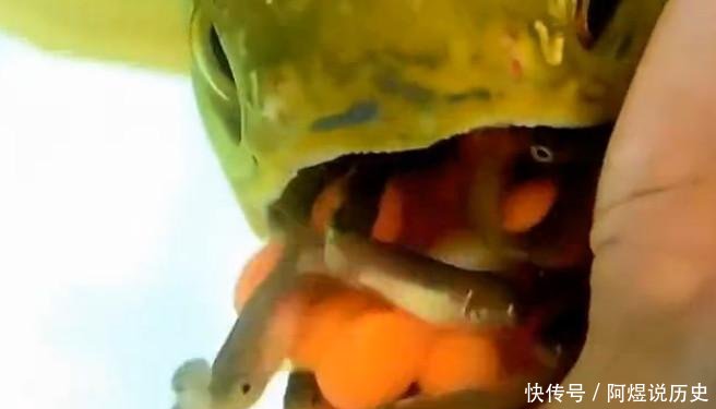  [男子]买回一条金龙鱼，却不肯进食，男子掰开鱼嘴后，揭开了谜底真相