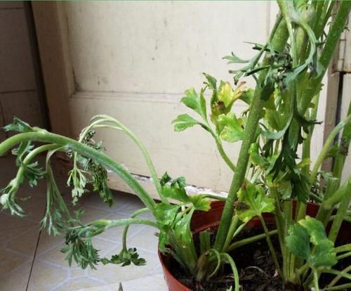  毛茛■花毛茛倒伏？注意这些点，重新直溜溜长！