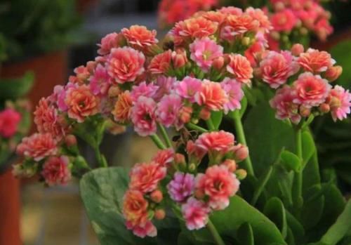  『好听』“1种花”最受大家欢迎，好养花期长，名字特好听，年年开花不断