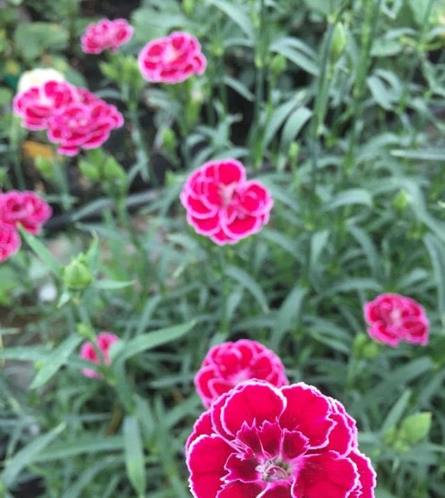  盆栽@一种很耐寒的盆栽花，“养活”容易花色又漂亮，南北方都能养！