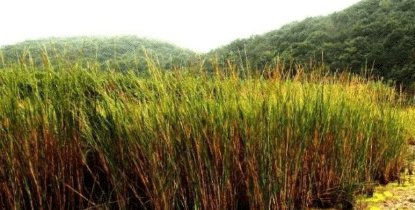  「数量」这次换中国人头疼了, 由于数量实在太多, 不得不开着挖