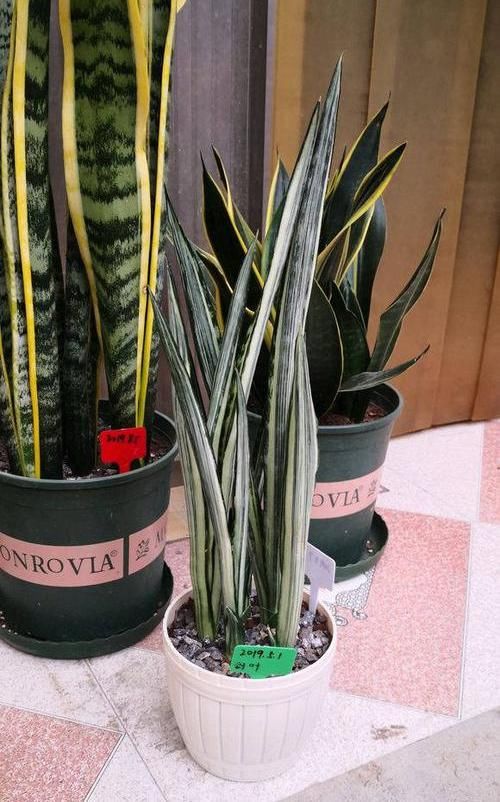  『好运』家养一盆“好运花”，健康好运来，用黄豆养虎皮兰，轻松养爆盆