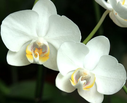  特别■天气越来越热，阳台种植这些耐热花朵就好了，花朵蹭蹭窜