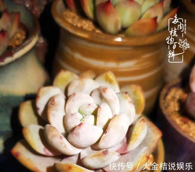  [黄皮乌木]养肉养花要用心，用心呵护，还你精彩每一天！