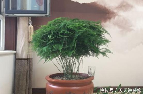 就行|“手把手”教会你养文竹,一年长成“小森林”,郁郁葱葱太美了