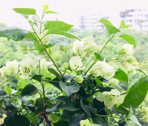  『技巧』三角梅矮化促花芽分化技巧，没事喷喷“它”，开花爆盆又造型紧凑