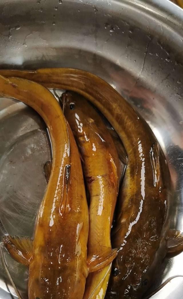  #悉数#5月鲁班扫黄行动！黄辣丁牛尾巴悉数登场